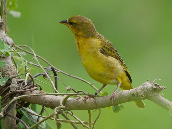 <h3><a href="/trips/tanzania/biota/animalia/chordata/aves/040 passeriformes/114 ploceidae/ploceus castaneiceps/ploceus castaneiceps-nl.html">Ploceus&nbsp;castaneiceps</a> / Taveta&nbsp;weaver / Tavetawever</h3>OM-1 Mark II met OLYMPUS M.150-400mm F4.5 TC, 1/2000 sec  bij F5.6, ISO 2000, afstand 13.5&nbsp;m